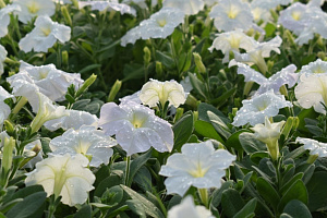 Питомник растений и студия ландшафтного дизайна "Эко-сервис" Питомник растений и студия ландшафтного дизайна "Эко-сервис"