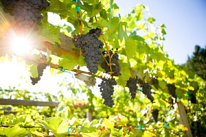 ЦПИ Ариант ЦПИ Ариант