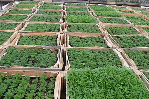 Питомник растений и студия ландшафтного дизайна "Эко-сервис" Питомник растений и студия ландшафтного дизайна "Эко-сервис"