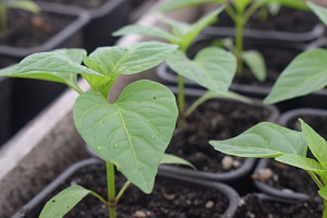 Питомник растений и студия ландшафтного дизайна "Эко-сервис" Питомник растений и студия ландшафтного дизайна "Эко-сервис"