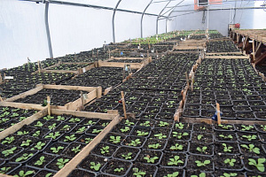 Питомник растений и студия ландшафтного дизайна "Эко-сервис" Питомник растений и студия ландшафтного дизайна "Эко-сервис"